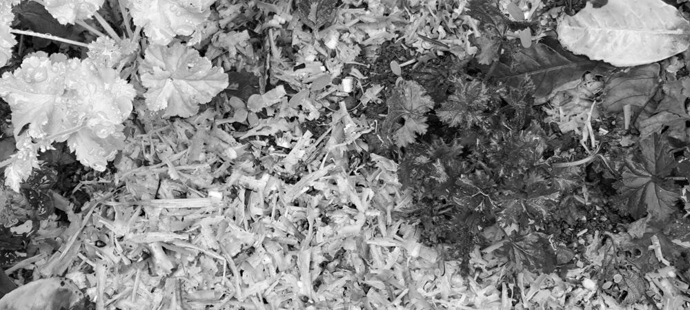 Bark chips mulch